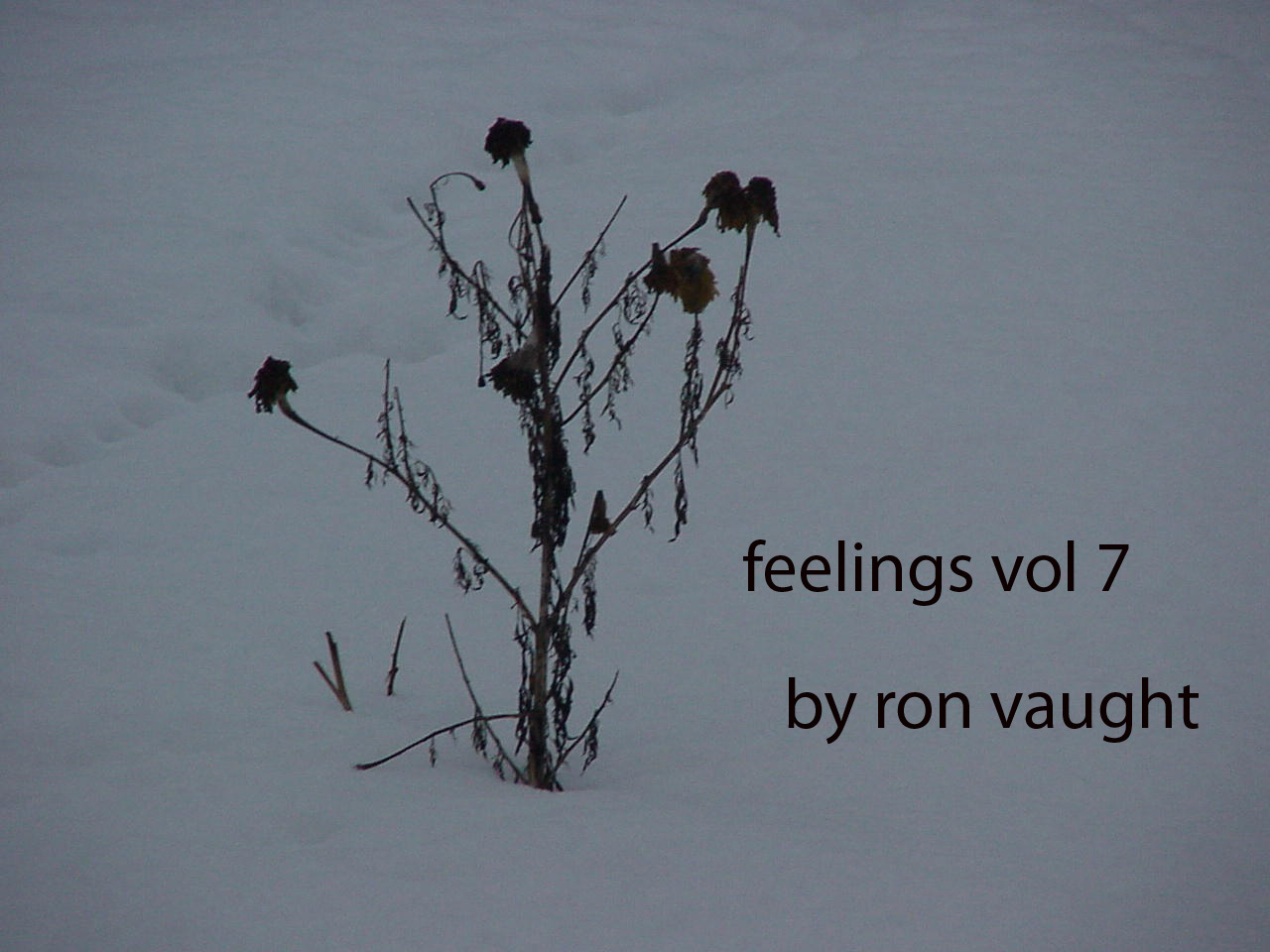 Feelings, vol 7